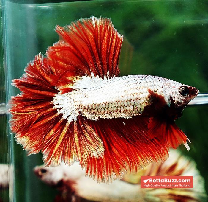 Betta fish OHM Red Dragon Rose tail Sky Hawk - Image 2