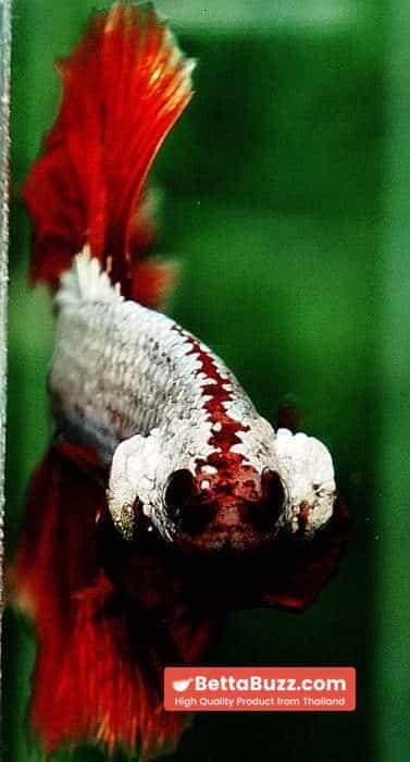 Betta fish OHM Red Dragon Rose tail Sky Hawk - Image 7