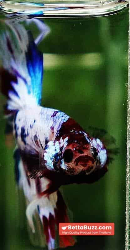 Betta fish OHM Fancy Marble Koi - Image 7