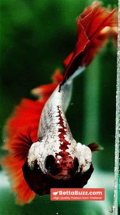 Betta fish OHM Red Dragon Rose tail Sky Hawk - Image 8