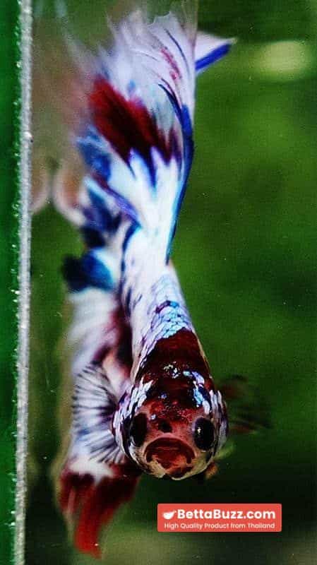 Betta fish OHM Fancy Marble Koi - Image 8