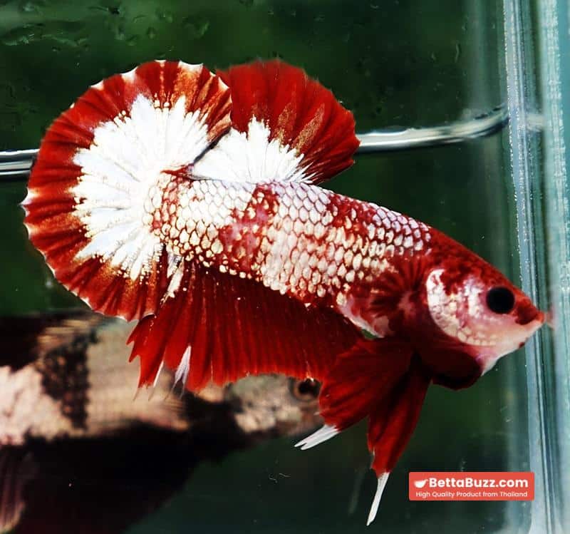 Betta fish OHMPK Sparkle Fancy Red Zebra (Ultra Rare) - Image 5