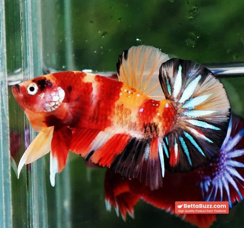 Betta fish OHMPK Classic Nemo Koi - Image 3