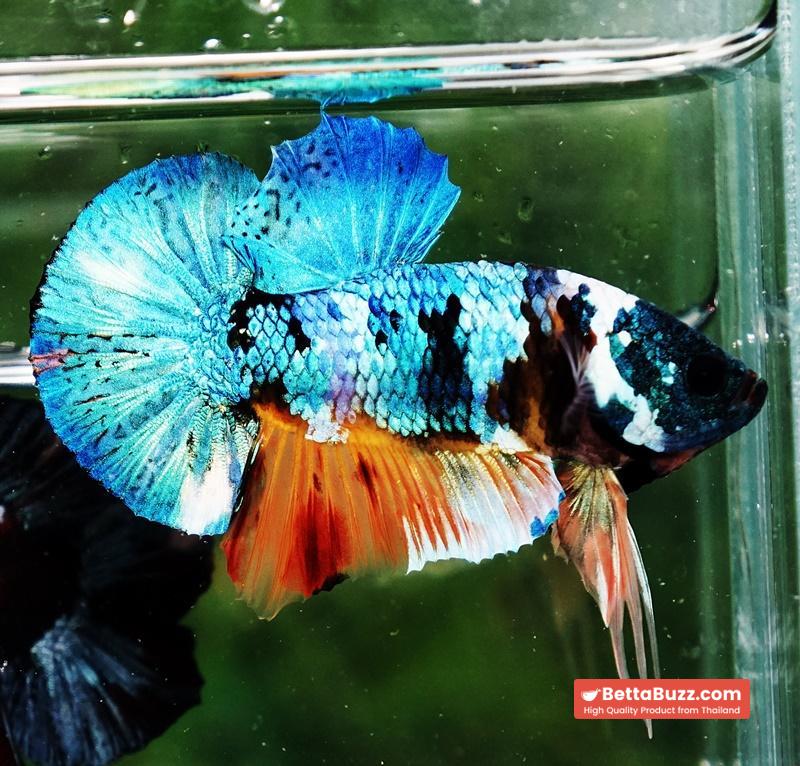 Betta fish HMPK Fancy Monster Emerald Mask - Image 3