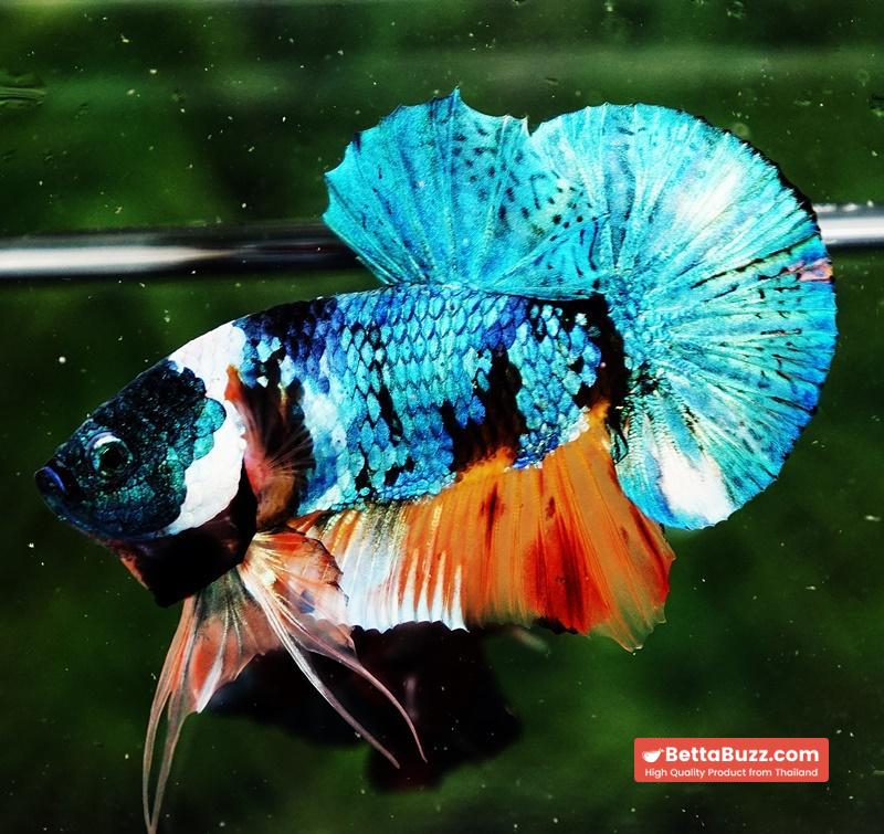 Betta fish HMPK Fancy Monster Emerald Mask - Image 2