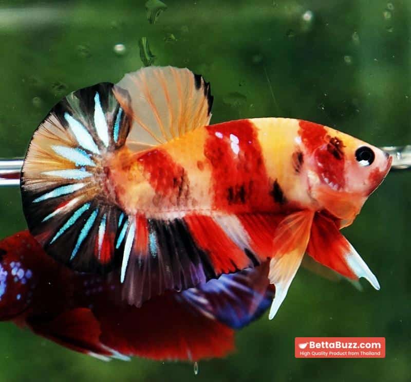 Betta fish OHMPK Classic Nemo Koi - Image 2