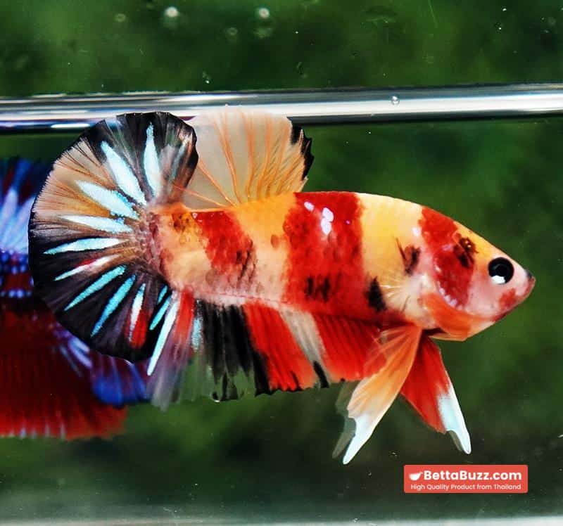 Betta fish OHMPK Classic Nemo Koi - Image 4