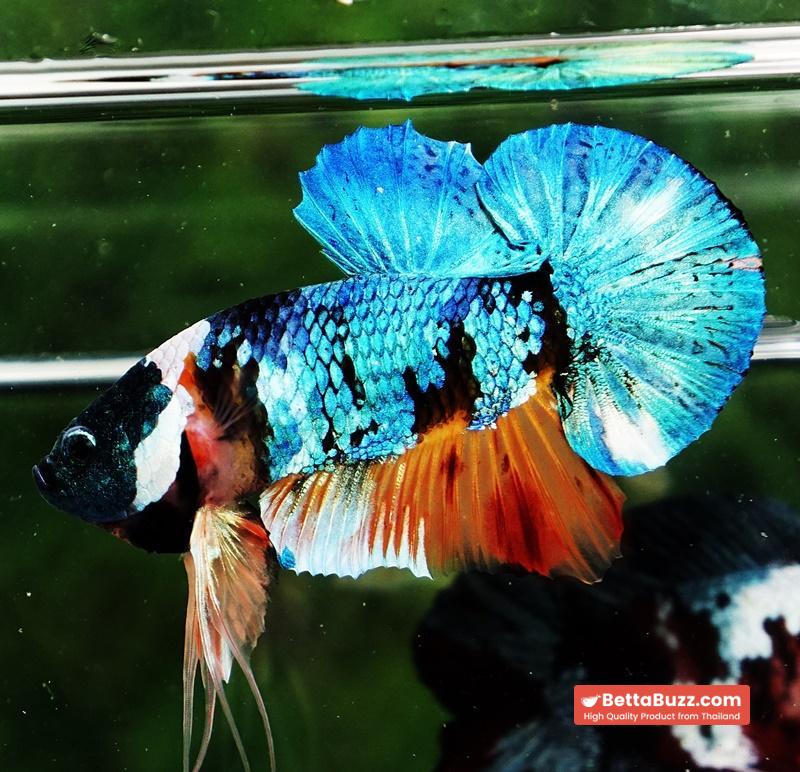 Betta fish HMPK Fancy Monster Emerald Mask - Image 4