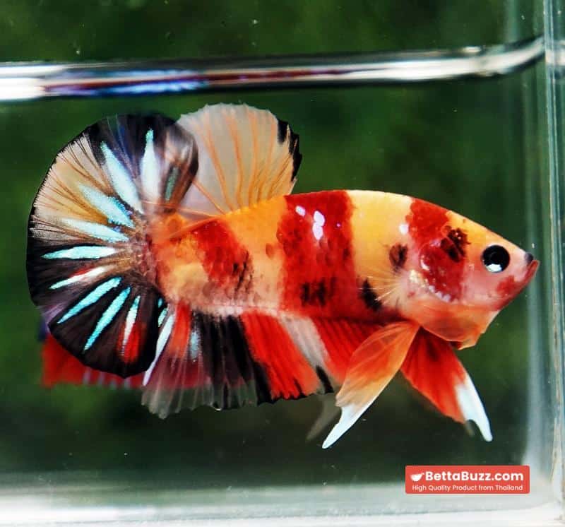 Betta fish OHMPK Classic Nemo Koi - Image 6