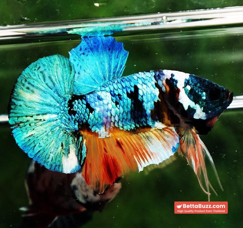 Betta fish HMPK Fancy Monster Emerald Mask - Image 5