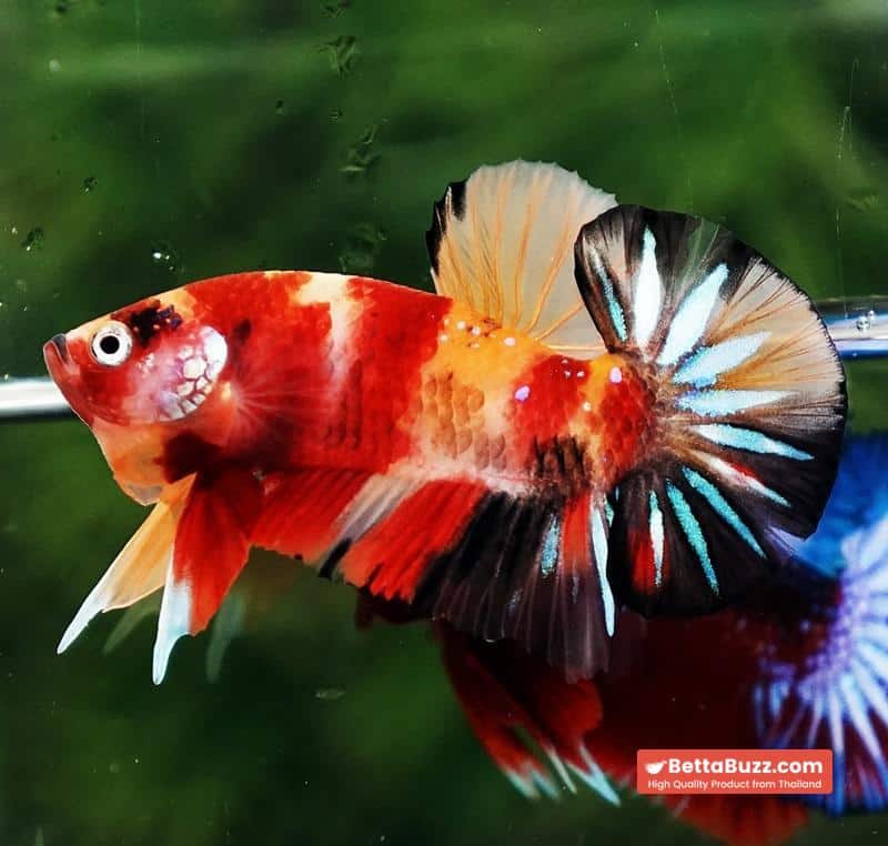 Betta fish OHMPK Classic Nemo Koi - Image 5
