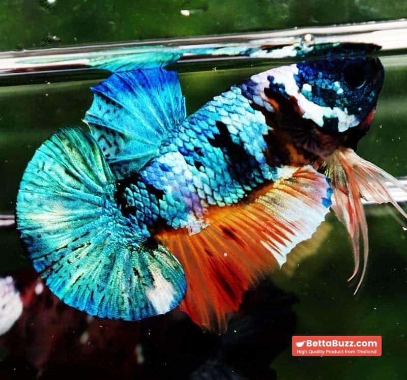 Betta fish HMPK Fancy Monster Emerald Mask - Image 6