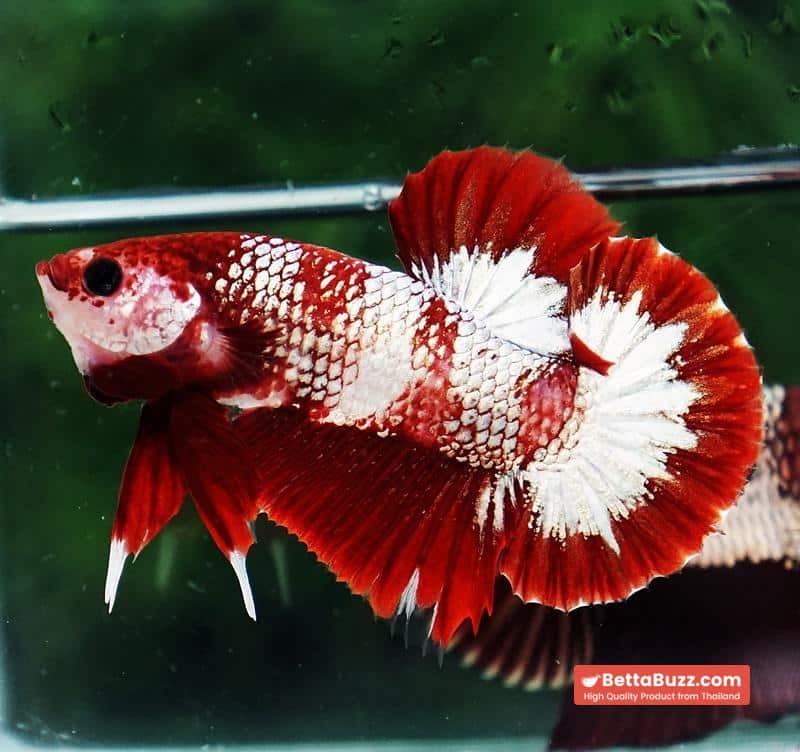 Betta fish OHMPK Sparkle Fancy Red Zebra (Ultra Rare) - Image 2