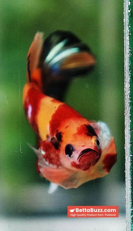 Betta fish OHMPK Classic Nemo Koi - Image 7