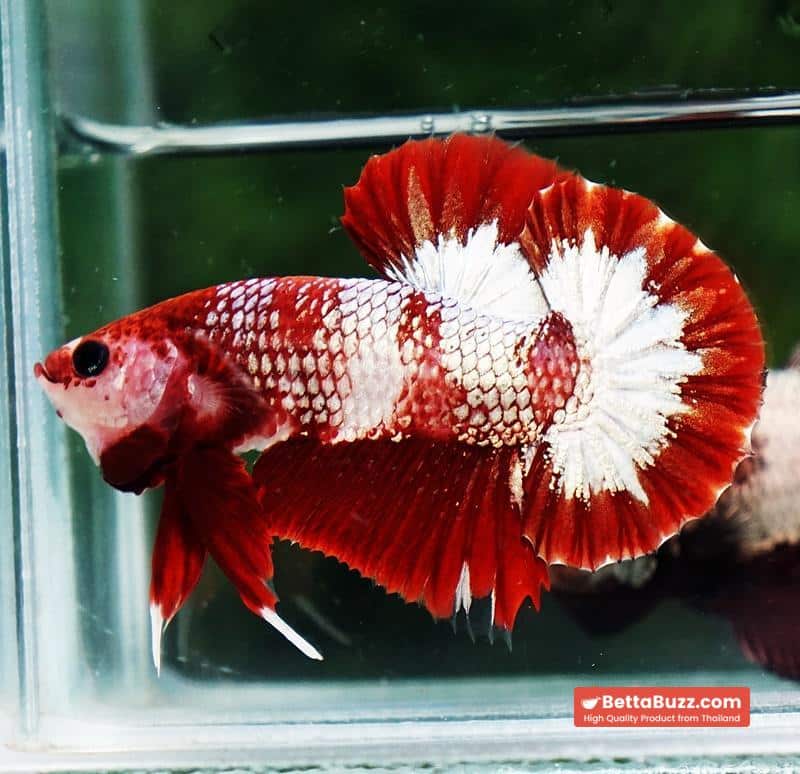 Betta fish OHMPK Sparkle Fancy Red Zebra (Ultra Rare) - Image 4