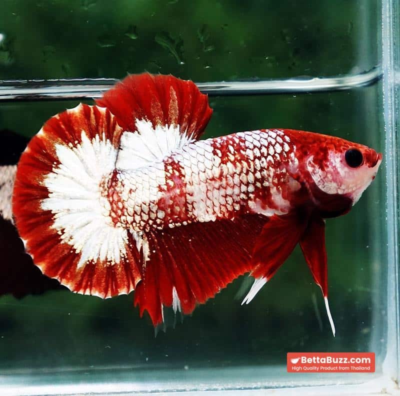 Betta fish OHMPK Sparkle Fancy Red Zebra (Ultra Rare) - Image 3
