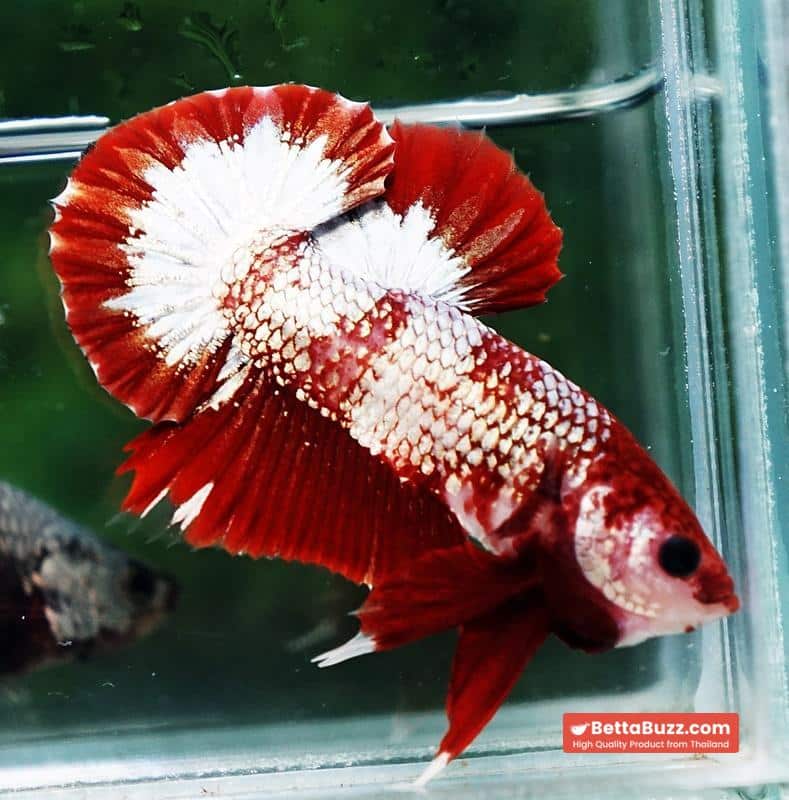 Betta fish OHMPK Sparkle Fancy Red Zebra (Ultra Rare) - Image 6