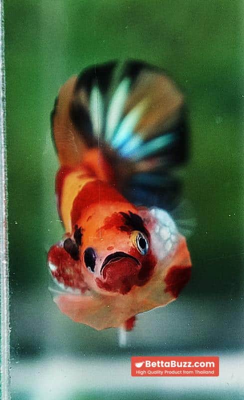 Betta fish OHMPK Classic Nemo Koi - Image 8