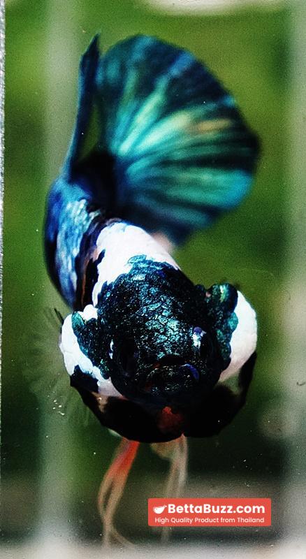 Betta fish HMPK Fancy Monster Emerald Mask - Image 7