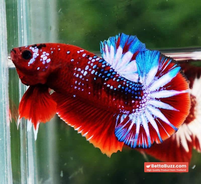 Betta fish OHMPK Hell boy Fancy Star tail - Image 2