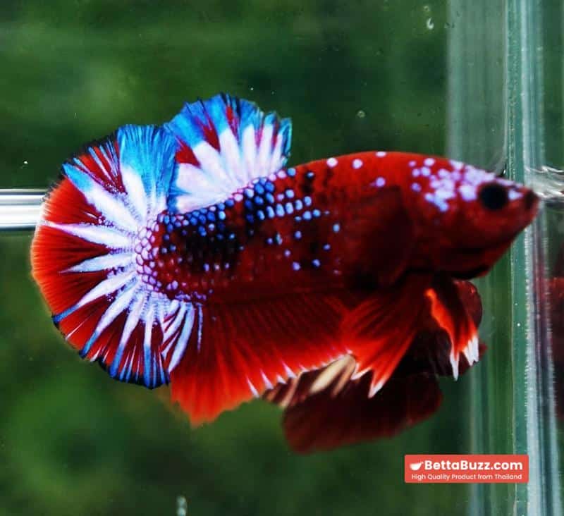 Betta fish OHMPK Hell boy Fancy Star tail - Image 3