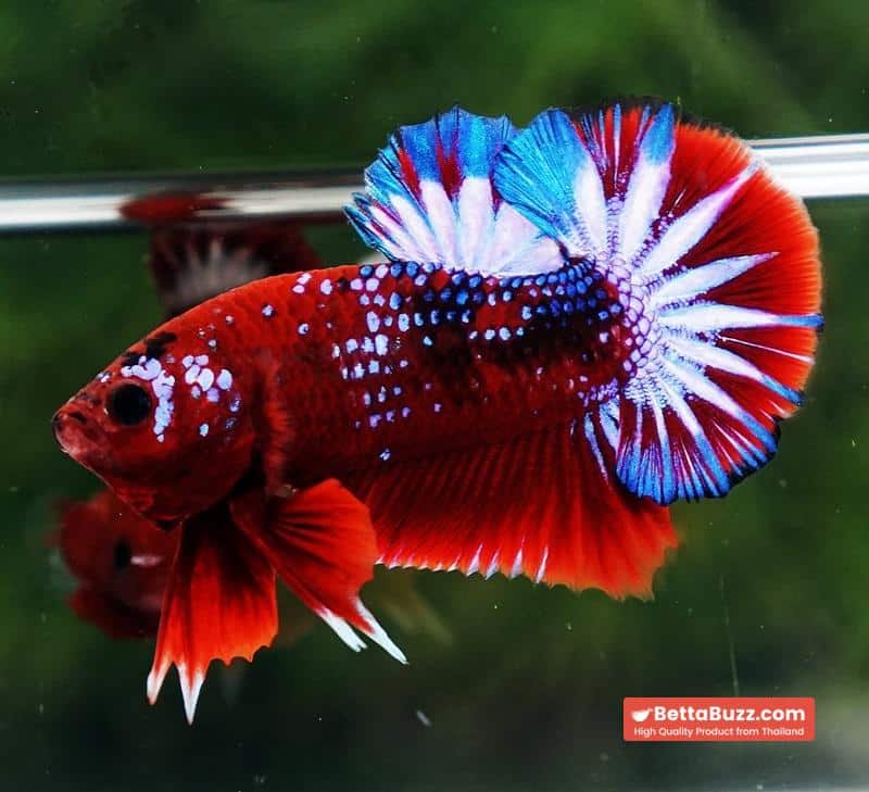 Betta fish OHMPK Hell boy Fancy Star tail - Image 4