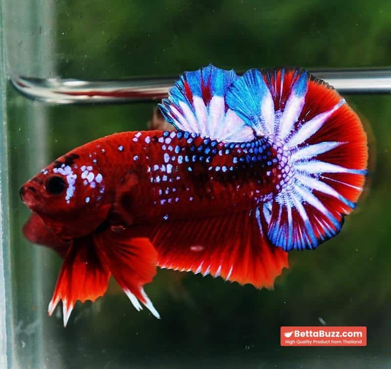 Betta fish OHMPK Hell boy Fancy Star tail - Image 5