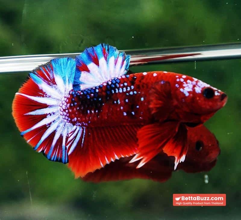 Betta fish OHMPK Hell boy Fancy Star tail - Image 6