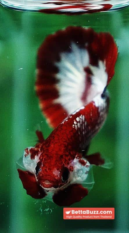 Betta fish OHMPK Sparkle Fancy Red Zebra (Ultra Rare) - Image 8