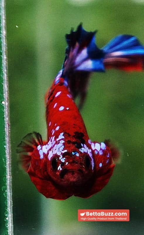 Betta fish OHMPK Hell boy Fancy Star tail - Image 7