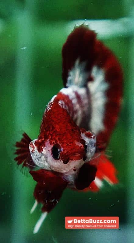 Betta fish OHMPK Sparkle Fancy Red Zebra (Ultra Rare) - Image 9