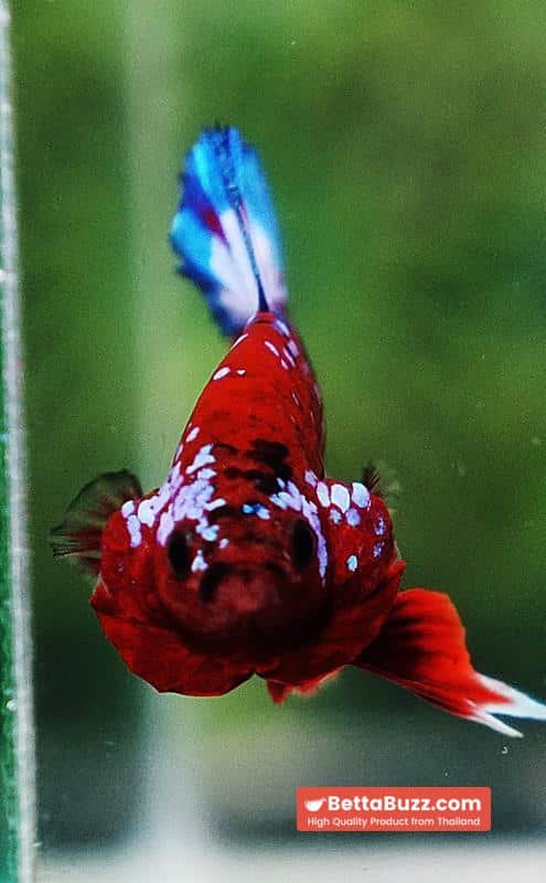 Betta fish OHMPK Hell boy Fancy Star tail - Image 8