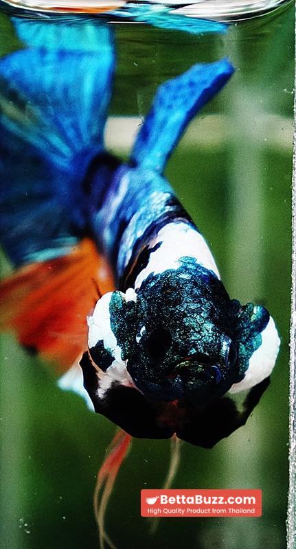 Betta fish HMPK Fancy Monster Emerald Mask - Image 8