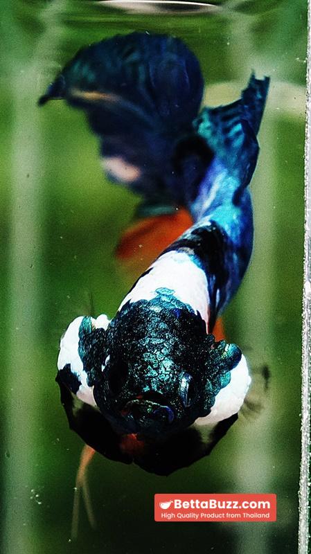 Betta fish HMPK Fancy Monster Emerald Mask - Image 9