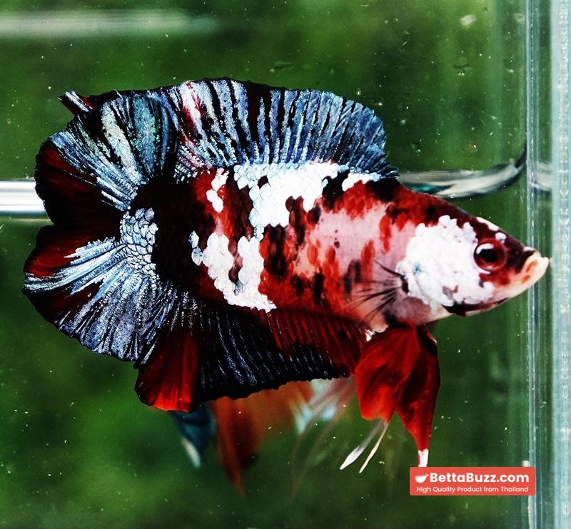 Betta fish DTPK Classic Koi Galaxy - Image 4