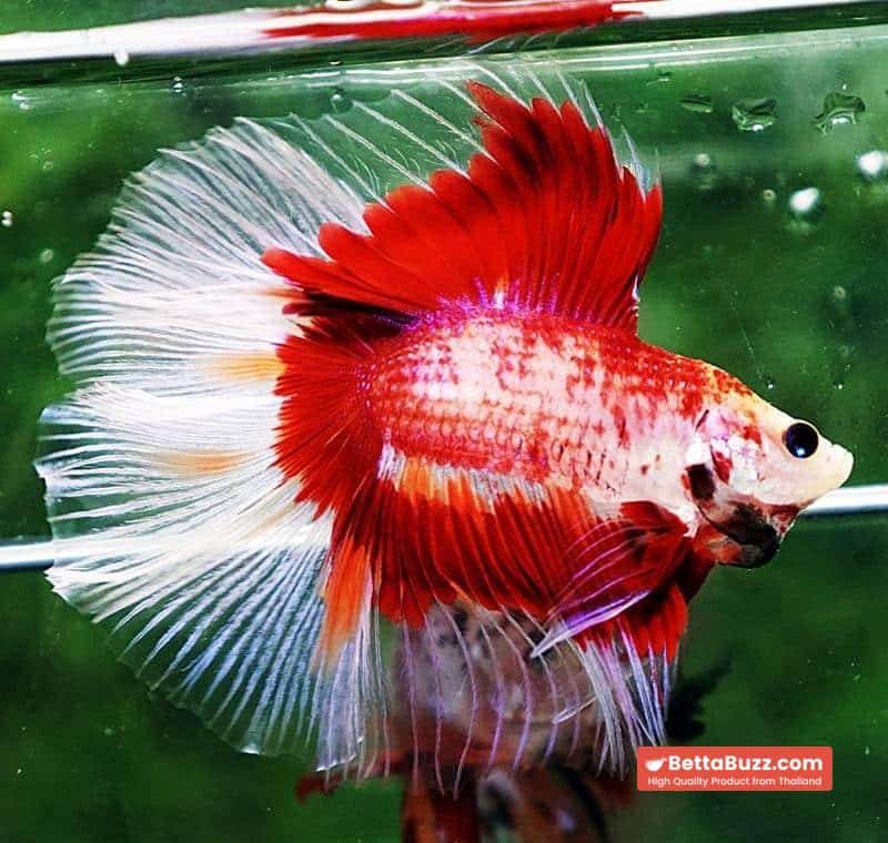 Betta fish DTHM Red Fire Butterfly - Image 3