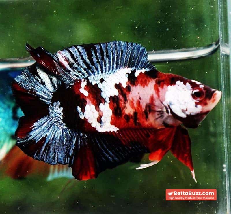 Betta fish DTPK Classic Koi Galaxy - Image 6