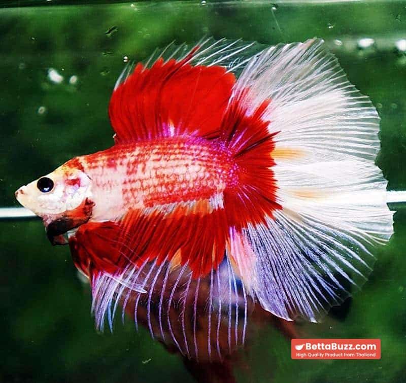 Betta fish DTHM Red Fire Butterfly - Image 4