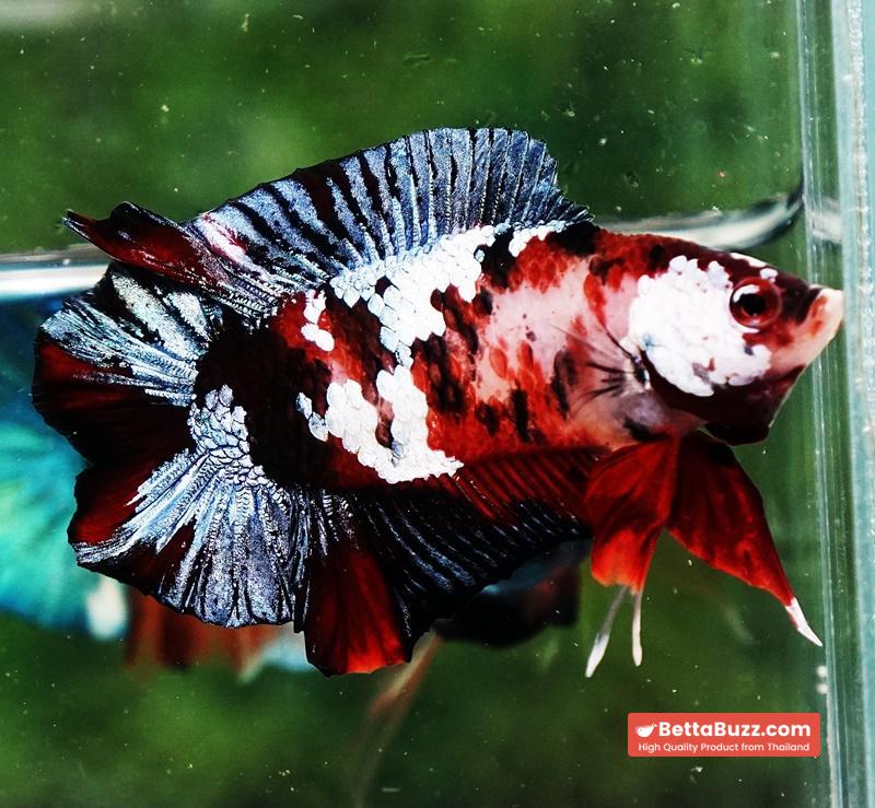 Betta fish DTPK Classic Koi Galaxy - Image 2