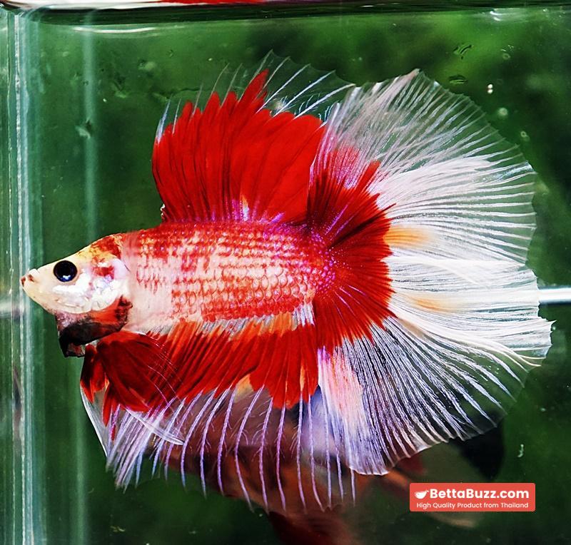 Betta fish DTHM Red Fire Butterfly - Image 2