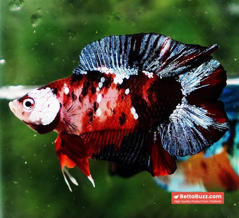 Betta fish DTPK Classic Koi Galaxy - Image 5