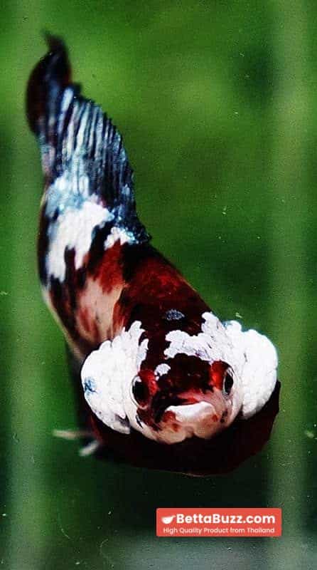 Betta fish DTPK Classic Koi Galaxy - Image 7