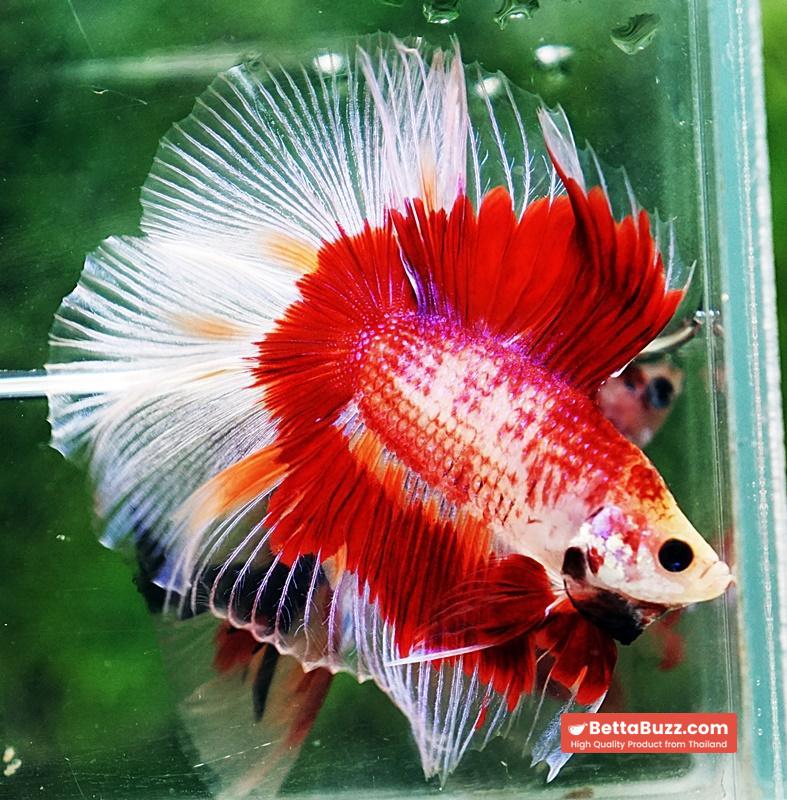 Betta fish DTHM Red Fire Butterfly - Image 5