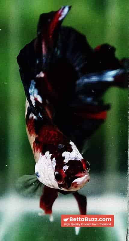 Betta fish DTPK Classic Koi Galaxy - Image 8