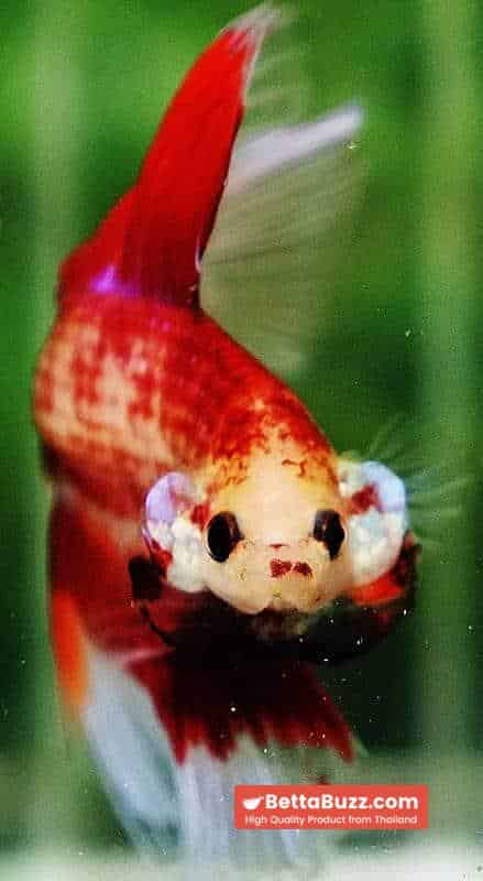 Betta fish DTHM Red Fire Butterfly - Image 6