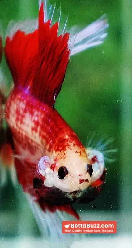 Betta fish DTHM Red Fire Butterfly - Image 7