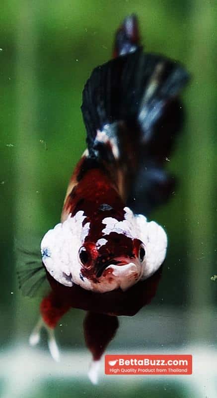 Betta fish DTPK Classic Koi Galaxy - Image 9