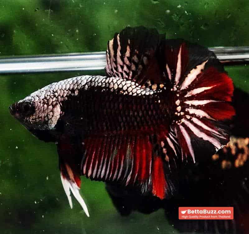 Betta fish OHMPK Red Devil Samurai Warrior - Image 3