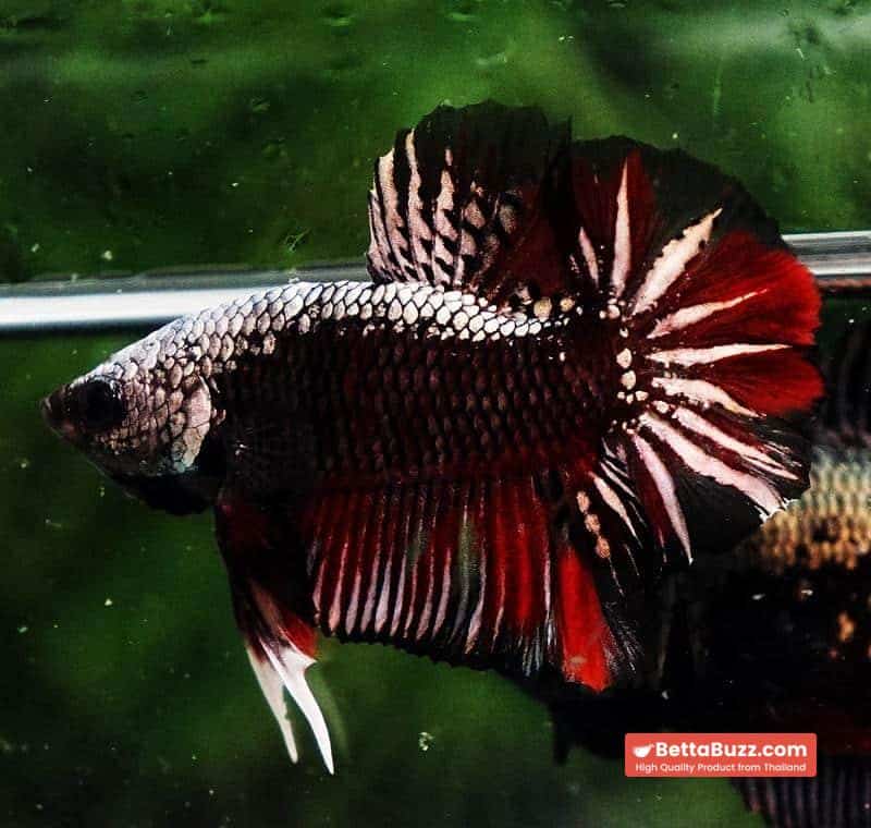Betta fish OHMPK Red Devil Samurai Warrior - Image 5