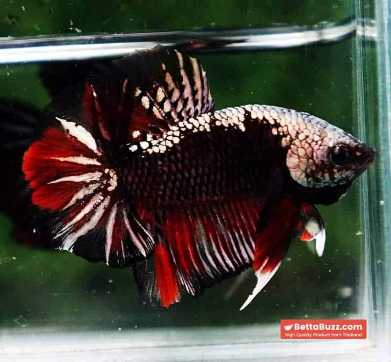 Betta fish OHMPK Red Devil Samurai Warrior - Image 2